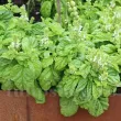 Seminte busuioc Lettuce Leaved 1.000buc. ocimum basilicum lettuce leaved plantare cuiburi 110x110
