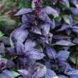 pachet seminte busuioc dark opal tulip shop 110x110