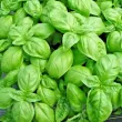 pachet seminte busuioc genovese tulip shop 110x110