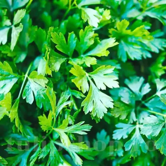 petroselinum crispum gigante ditalia plantare cuiburi