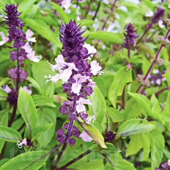 seminte busuioc cinnamon aroma scortisoara frunze verzi