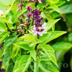 Pachet XXL Seminte busuioc Cinnamon 10.000buc.