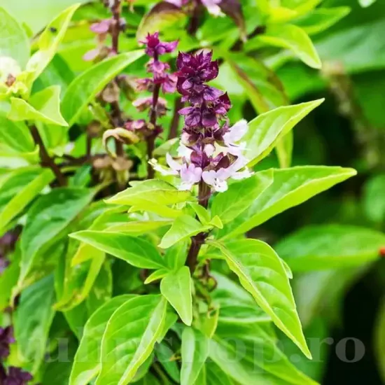 seminte busuioc cinnamon1