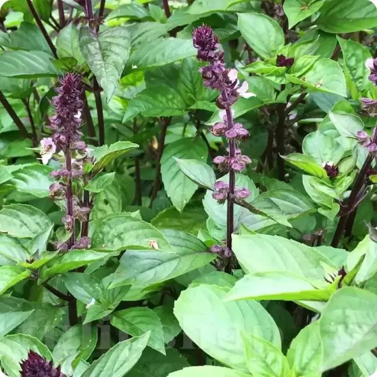 seminte busuioc cinnamon2