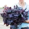 Seminte busuioc Dark Opal 1000buc.