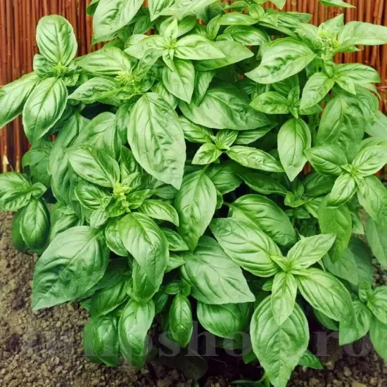 seminte busuioc genovese clasic aromatic frunze mari