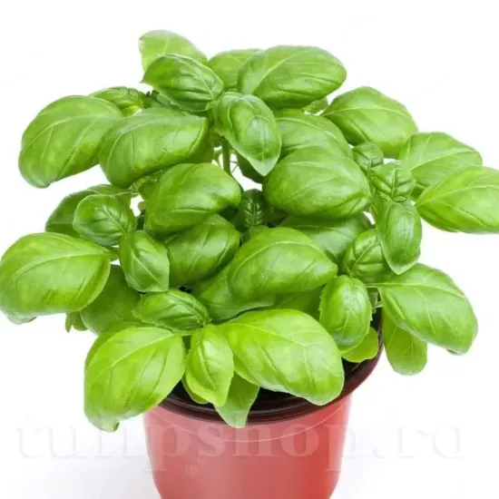 seminte busuioc genovese cultivare gradina camp