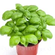 Pachet XXL Seminte busuioc Genovese 10.000buc. seminte busuioc genovese2 110x110