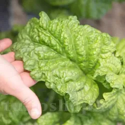 Seminte busuioc Lettuce Leaved 1.000buc.