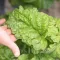 Seminte busuioc Lettuce Leaved 1.000buc.