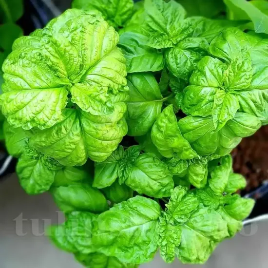 Seminte busuioc Lettuce Leaved 1.000buc. seminte busuioc lettuce leaved cultivare gradina camp