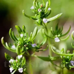 Seminte Cimbru de Gradina 1000buc.