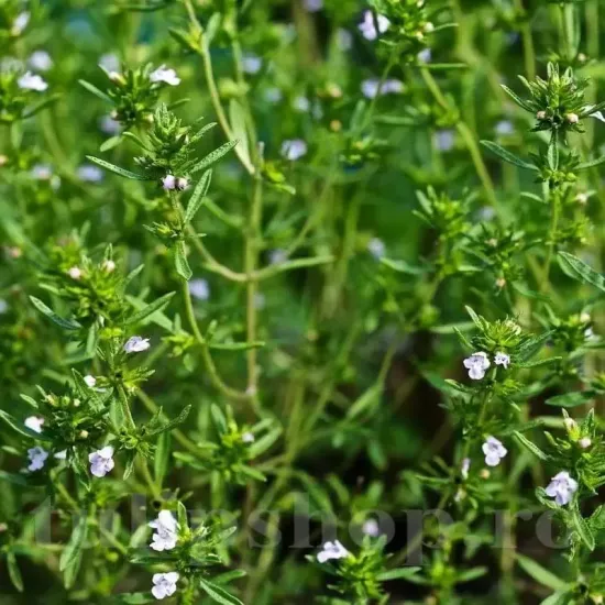 seminte cimbru de gradina1
