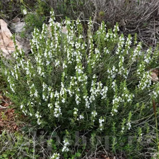 seminte cimbru de gradina3