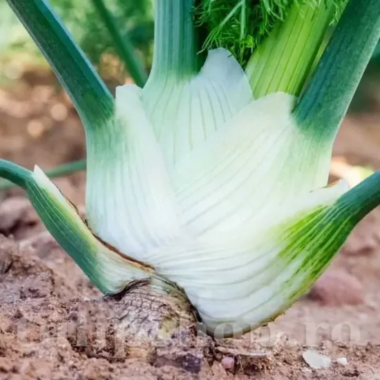 seminte fenicul giant mammouth perfection1