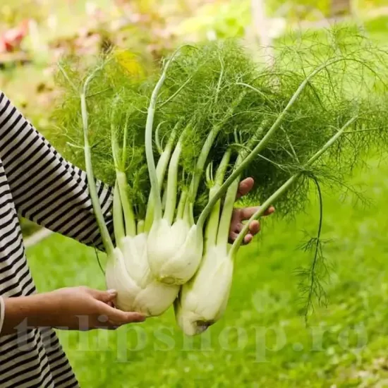 seminte fenicul giant mammouth perfection3