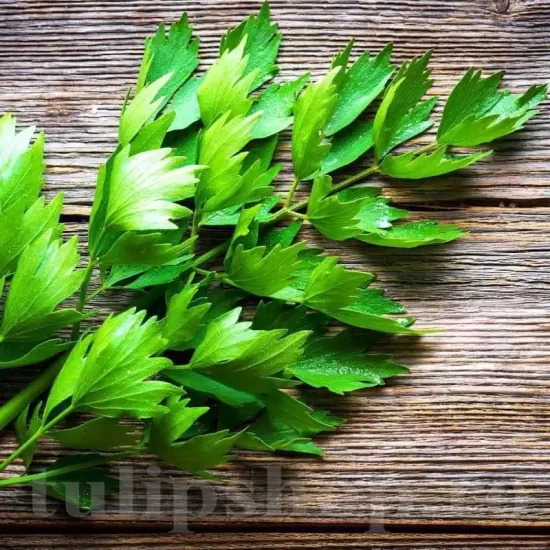 seminte leustean aromatic condiment traditional