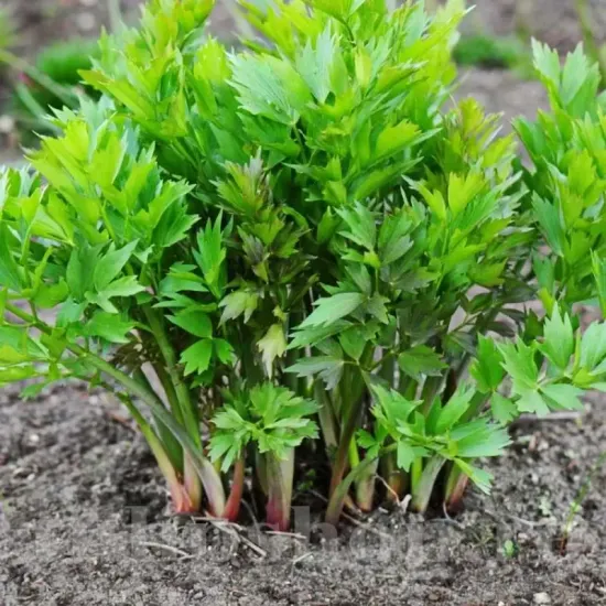 seminte leustean cultivare gradina camp