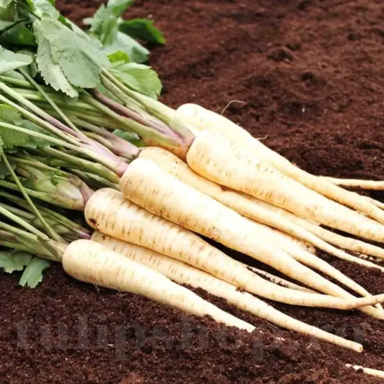 seminte pastarnac halflong white