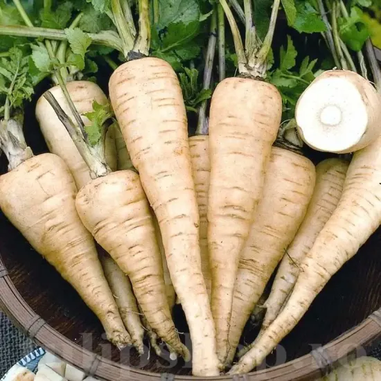 seminte pastarnac halflong white1