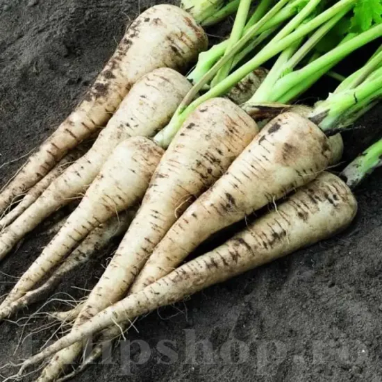 seminte pastarnac halflong white2