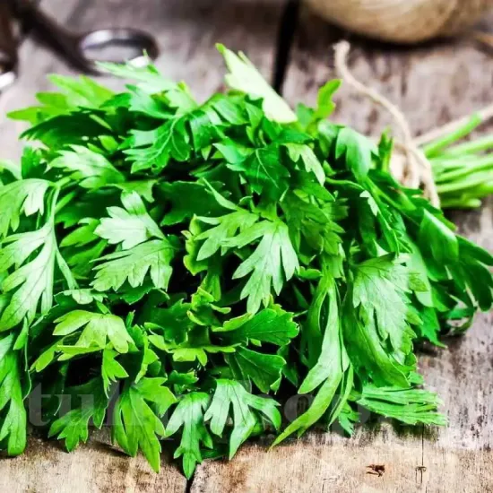 seminte patrunjel gigante ditalia