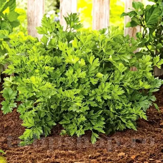 seminte patrunjel gigante ditalia cultivare gradina camp