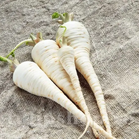 seminte patrunjel radacina alba