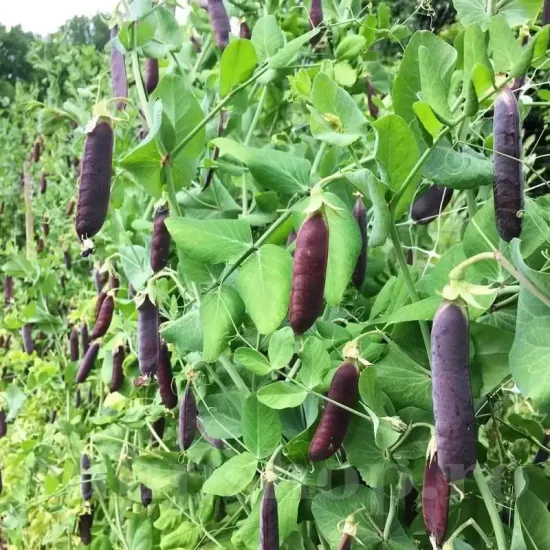 Seminte mazare Ezetha's Krombek Blawschok 100buc. pisum sativum ezetha krombek blawschok plantare cuiburi