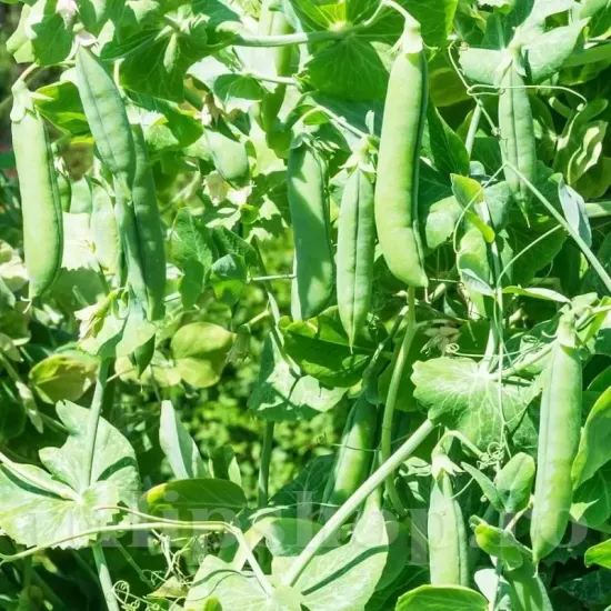 Seminte mazare Telefon 100buc. pisum sativum telefon plantare cuiburi