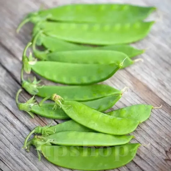 seminte mazare carouby de maussane