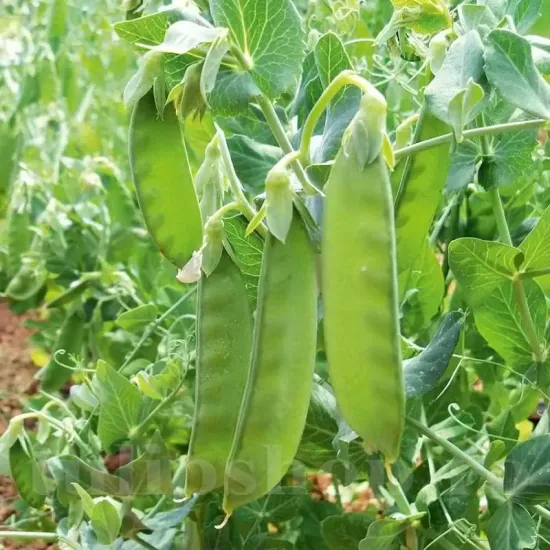 seminte mazare carouby de maussane fara ate dulce cultivare gradina camp