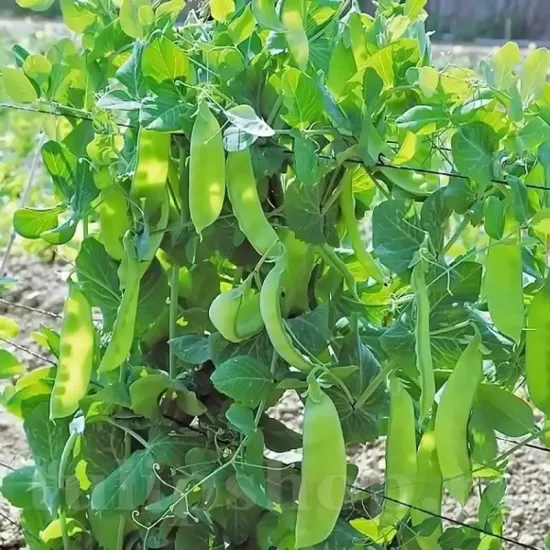 seminte mazare carouby de maussane3