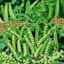 Seminte mazare Douce Provence 100buc.