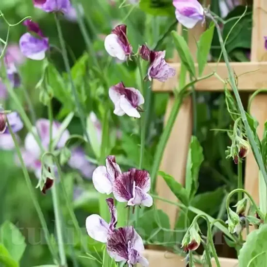 seminte mazare senator