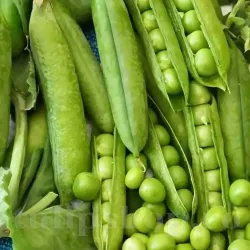 Pachet XXL Seminte mazare Senator 1.000buc.