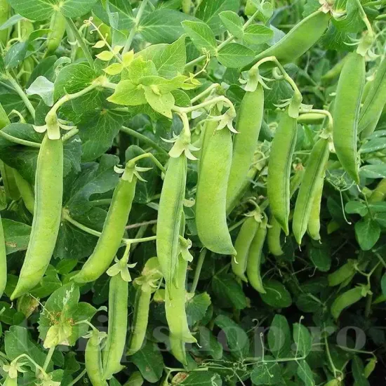 seminte mazare senator2