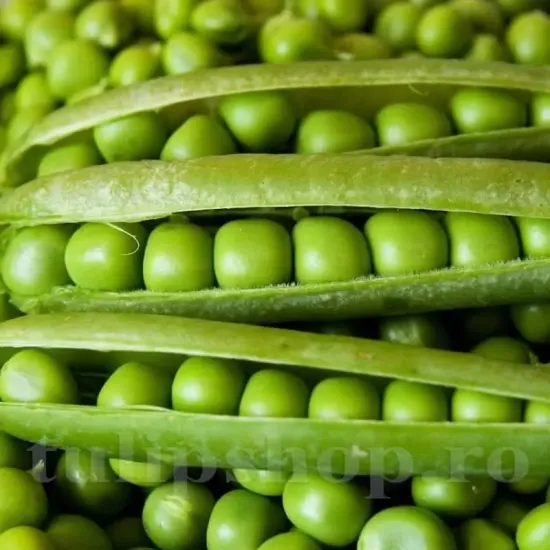 seminte mazare senator3