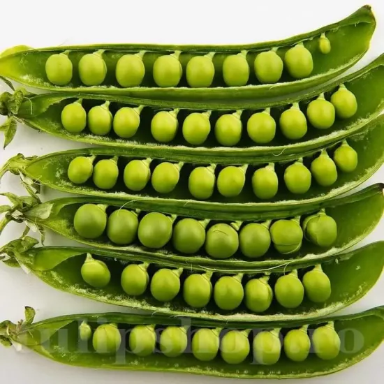 seminte mazare telefon