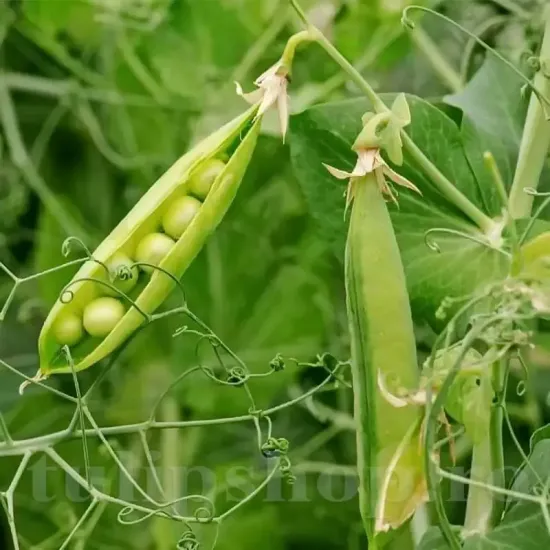 seminte mazare telefon2