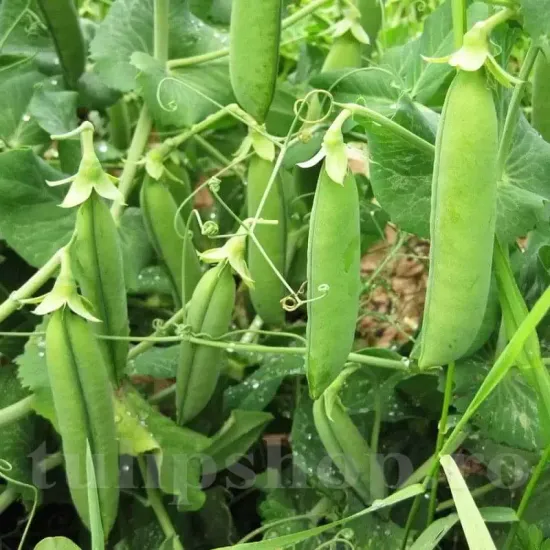 seminte mazare telefon3