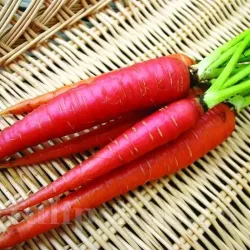 Pachet XXL seminte morcov Atomic Red 5.000buc.