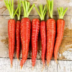 Pachet XXL seminte morcov Atomic Red 5.000buc.