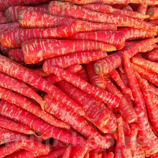 seminte morcov atomic red3