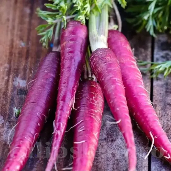 seminte morcov cosmic purple2