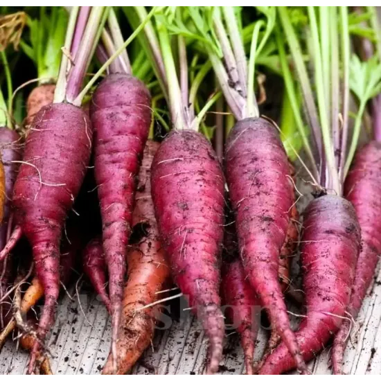 seminte morcov cosmic purple3w