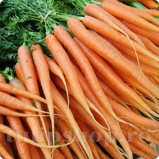 seminte morcov imperator1