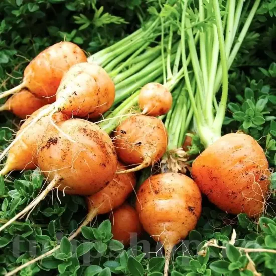 seminte morcov parisian market