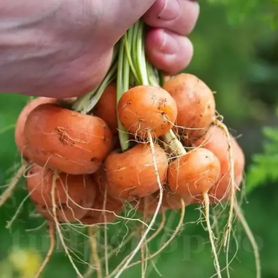 seminte morcov parisian market2