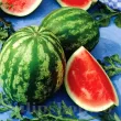 citrullus lanatus dochita plantare cuiburi 110x110